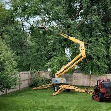 How Our Tree Care Process Works  in Lake Of The Woods, IL